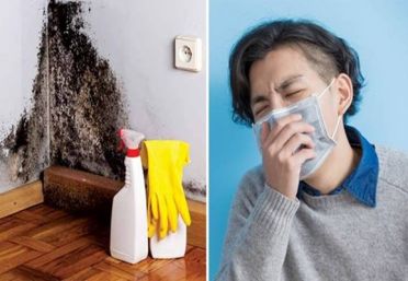 Rêu mốc – mối nguy hiểm “vô hình” đối với sức khỏe của con người