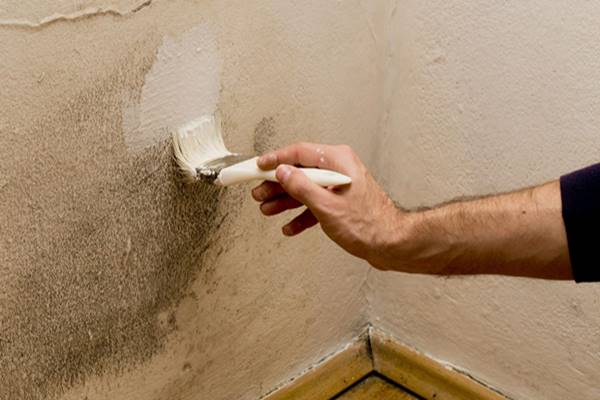Rêu mốc – mối nguy hiểm “vô hình” đối với sức khỏe của con người