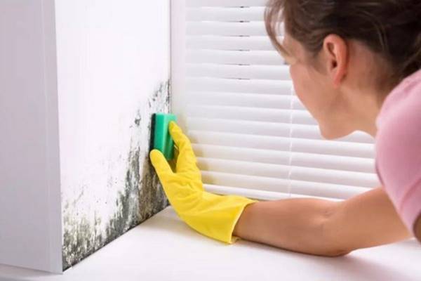 Rêu mốc – mối nguy hiểm “vô hình” đối với sức khỏe của con người